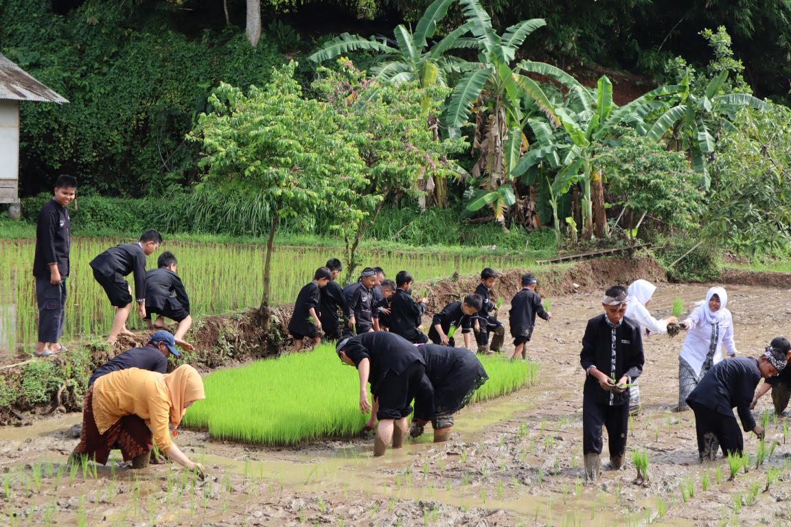 SISWA DI PURWAKARTA DIAJARKAN TANAM PADI DI LINGKUNGAN SEKOLAH